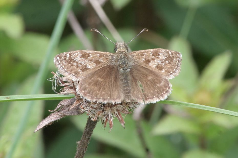 Erynnis tages